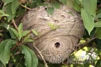 Wasptec - Wasp Nest Removal image 9